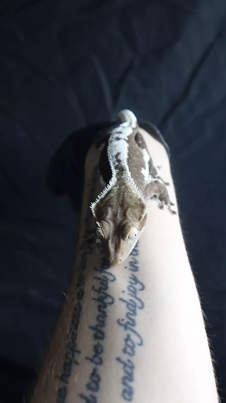 AXANTHIC LILLY WHITE RTB thumbnail