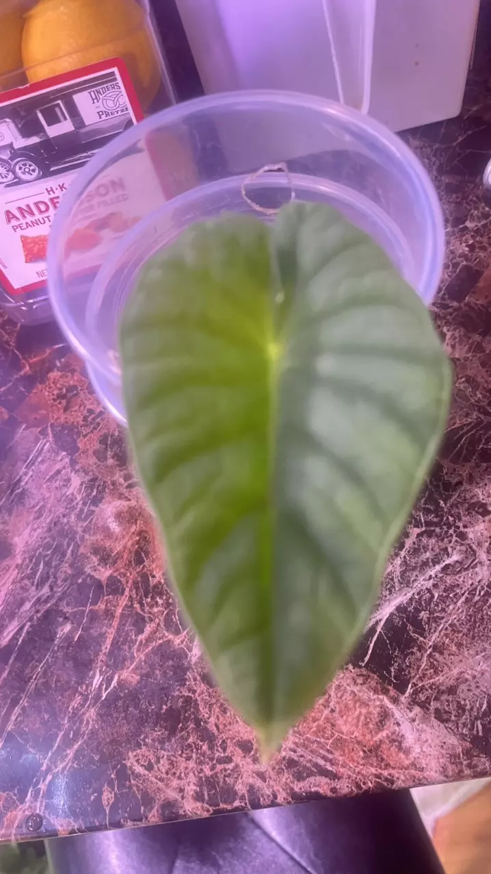 Alocasia Nebula Imperialis 3” Starter plant thumbnail