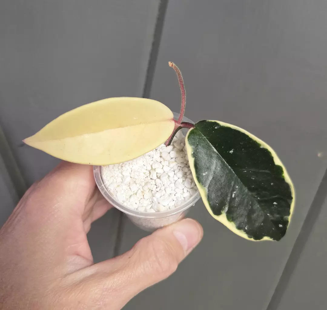 Hoya carnosa 'Krimson Queen' albo - 2.25" pot - actual plant thumbnail