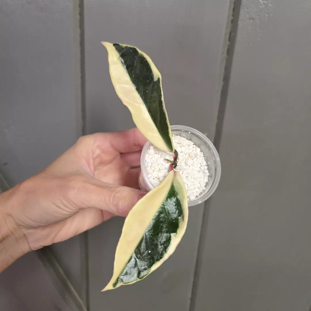 Hoya carnosa 'Krimson Queen' albo Half Moon - 2.25" pot - actual plant thumbnail