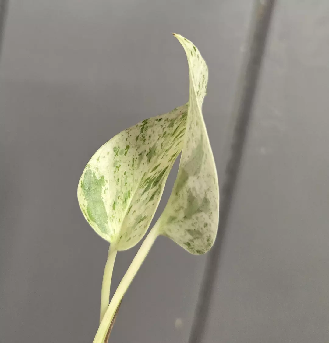 Pothos Epipremnum 'Snow Queen' - 2.25" pot - actual plant thumbnail