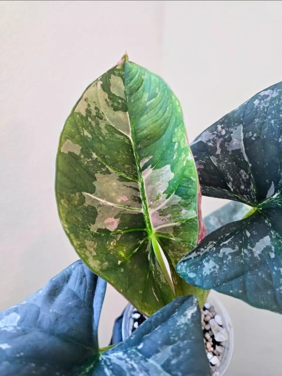 @Julzie reserved bundle thumbnail