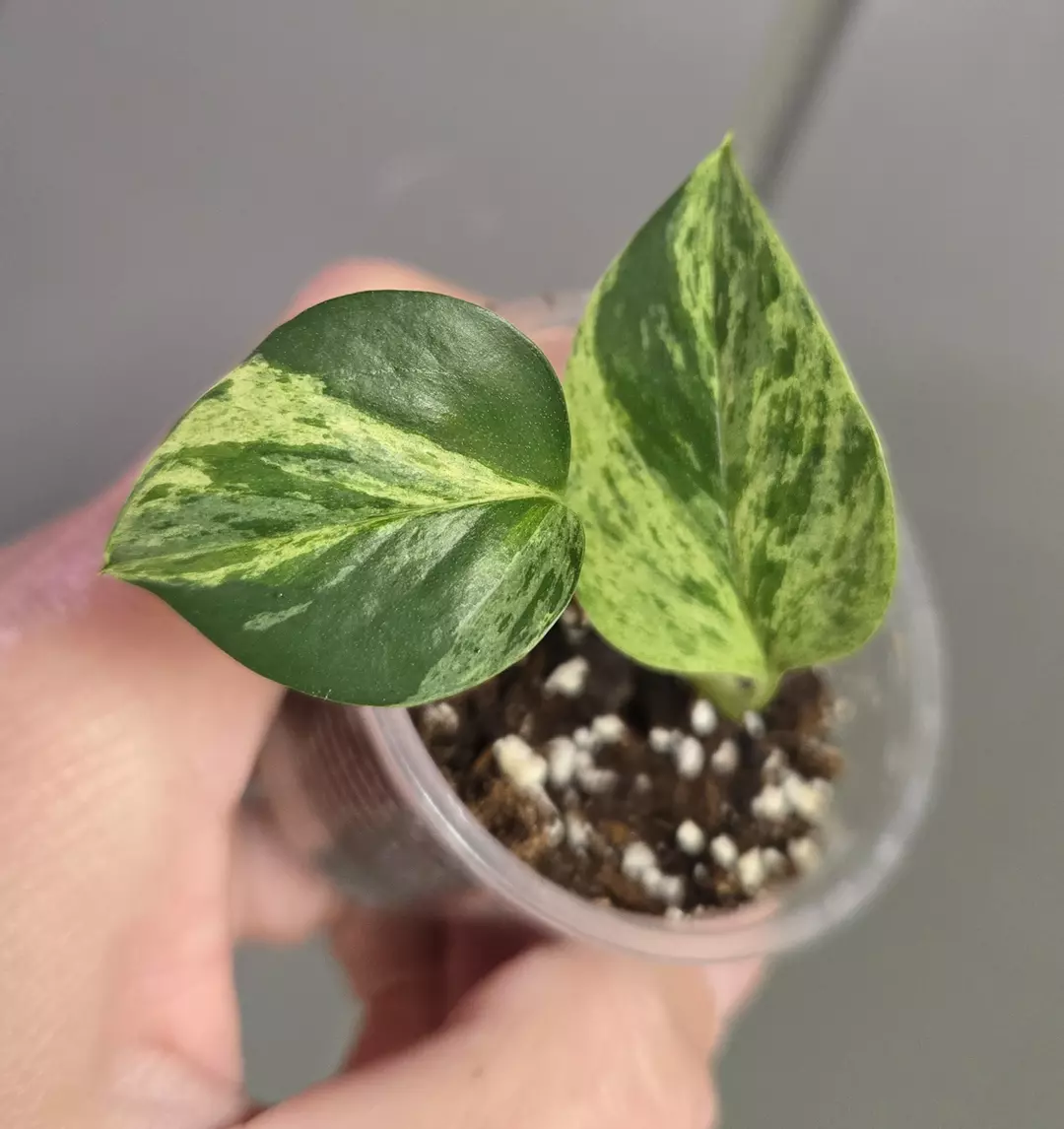 Pothos Epipremnum 'Marble Queen' - 2.25" pot - actual plant thumbnail