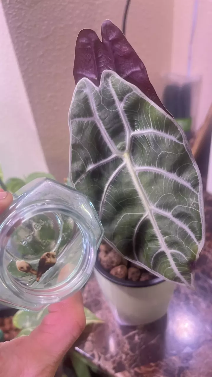 Alocasia Longiloba Watsoniana White Lightning corms (Rhizome) thumbnail