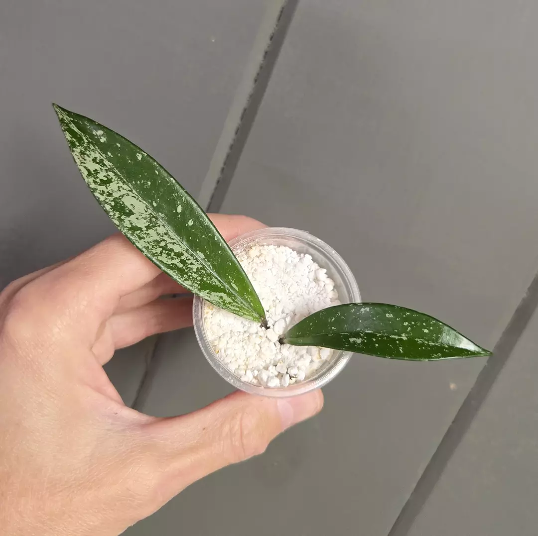 Hoya pubicalyx - 'Splash' 2.25" pot - actual plant thumbnail