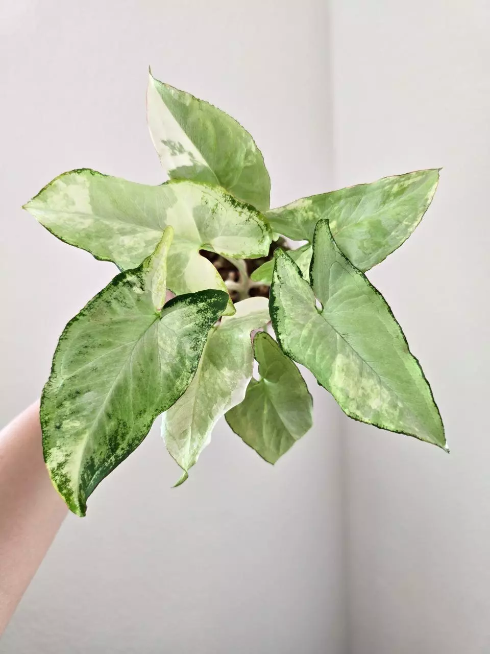 Syngonium Blue & Cream full plant thumbnail