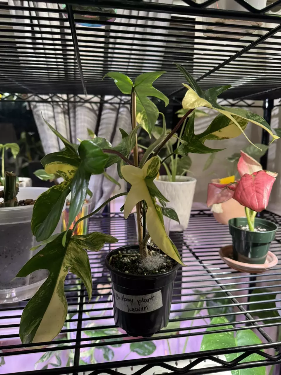 Large Florida beauty thumbnail