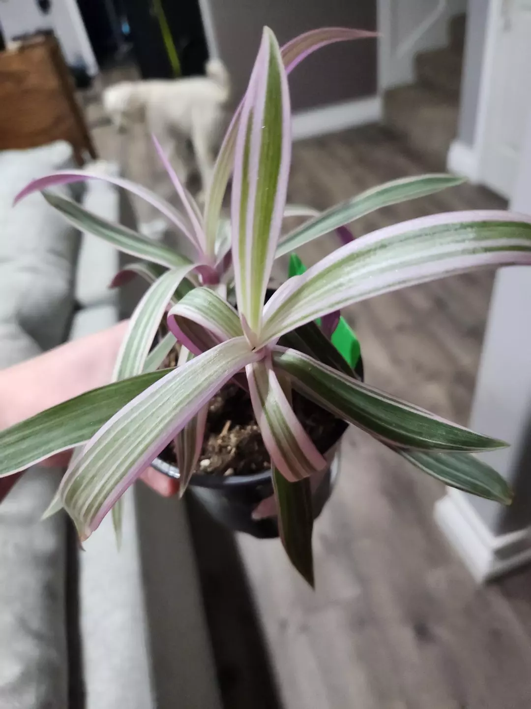 069 tricolor tradescantia thumbnail