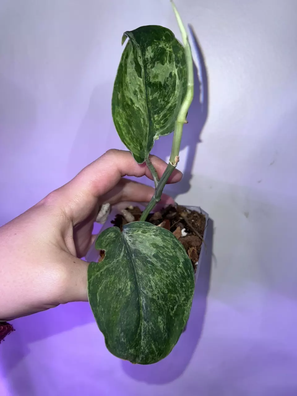 Scindapsus Jade Satin Mint thumbnail