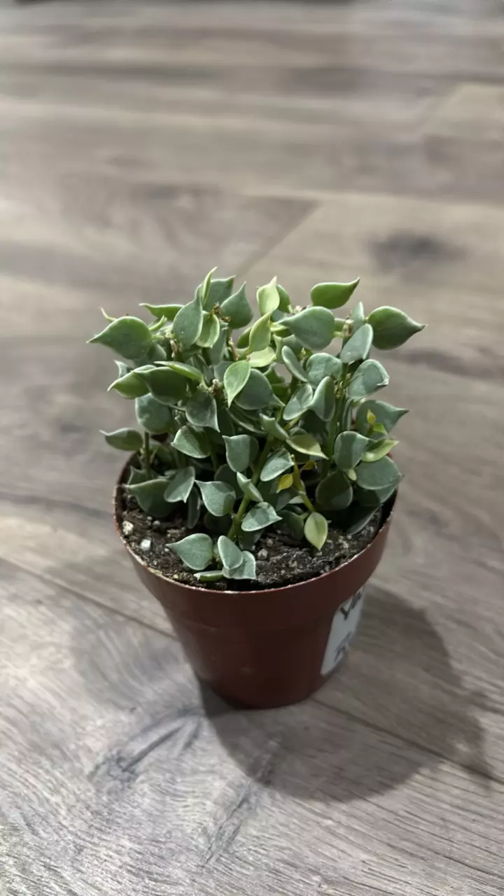 145 varigated dischidia ruscifolia thumbnail