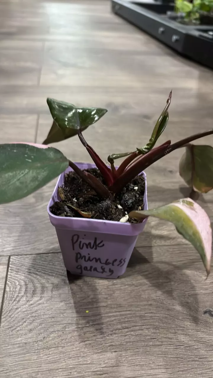 136 pink princess galaxy thumbnail