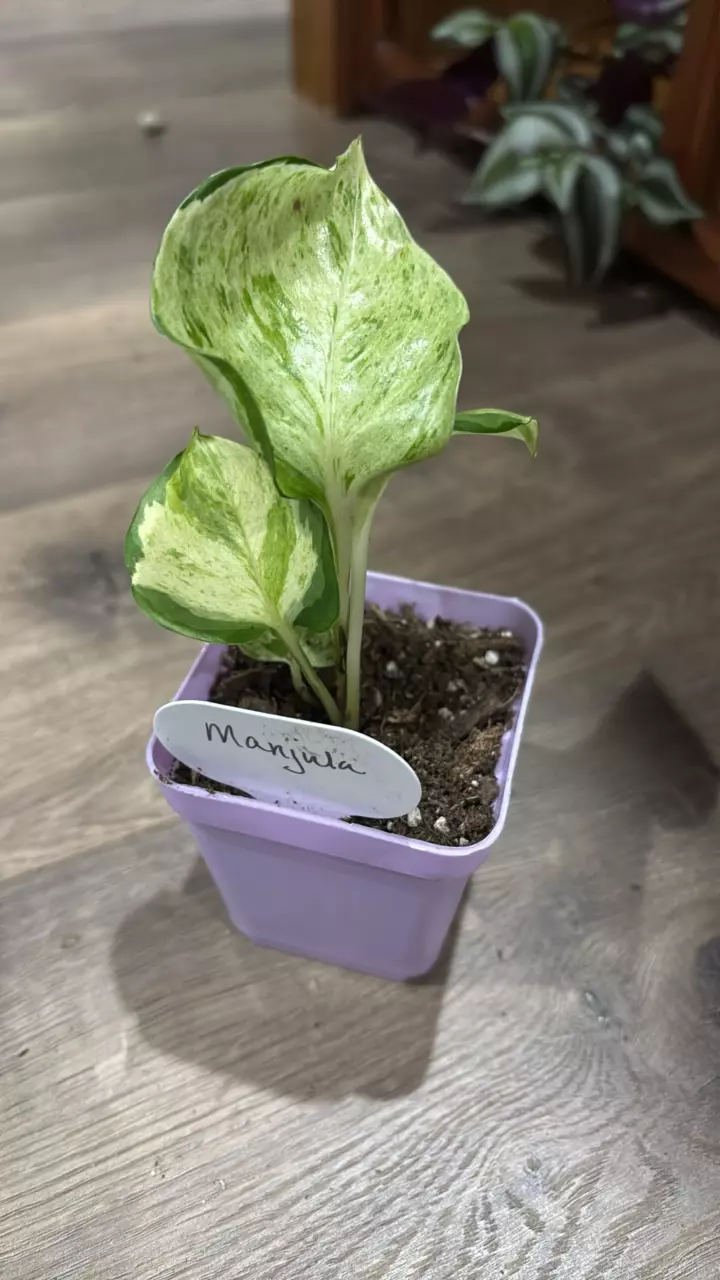 143 manjula rooted start thumbnail