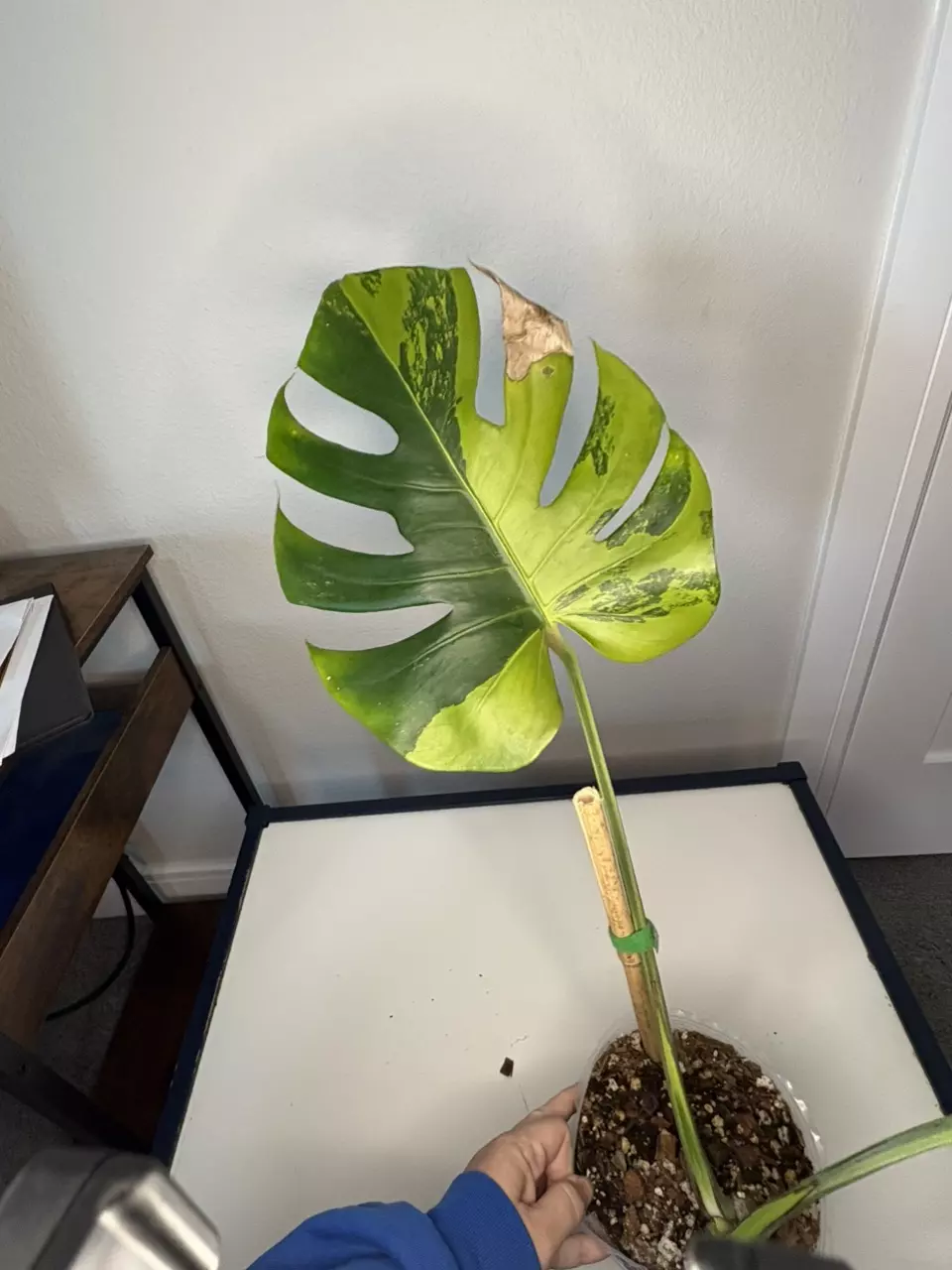 Monstera Deliciosa Lemon Mint thumbnail