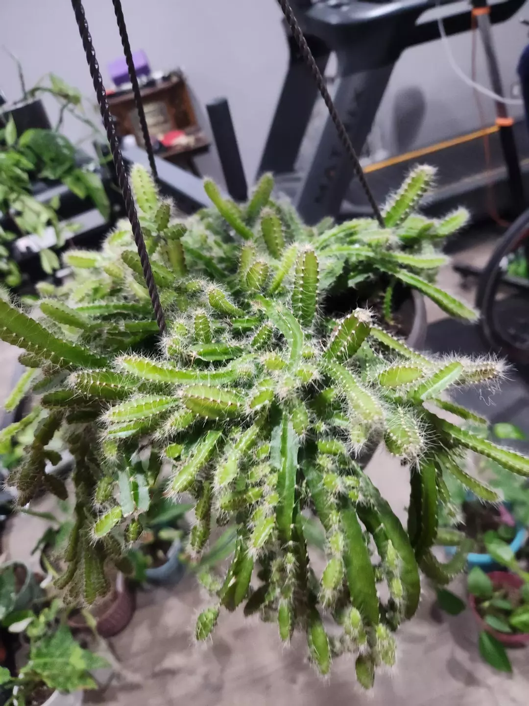 Dog tail cactus thumbnail