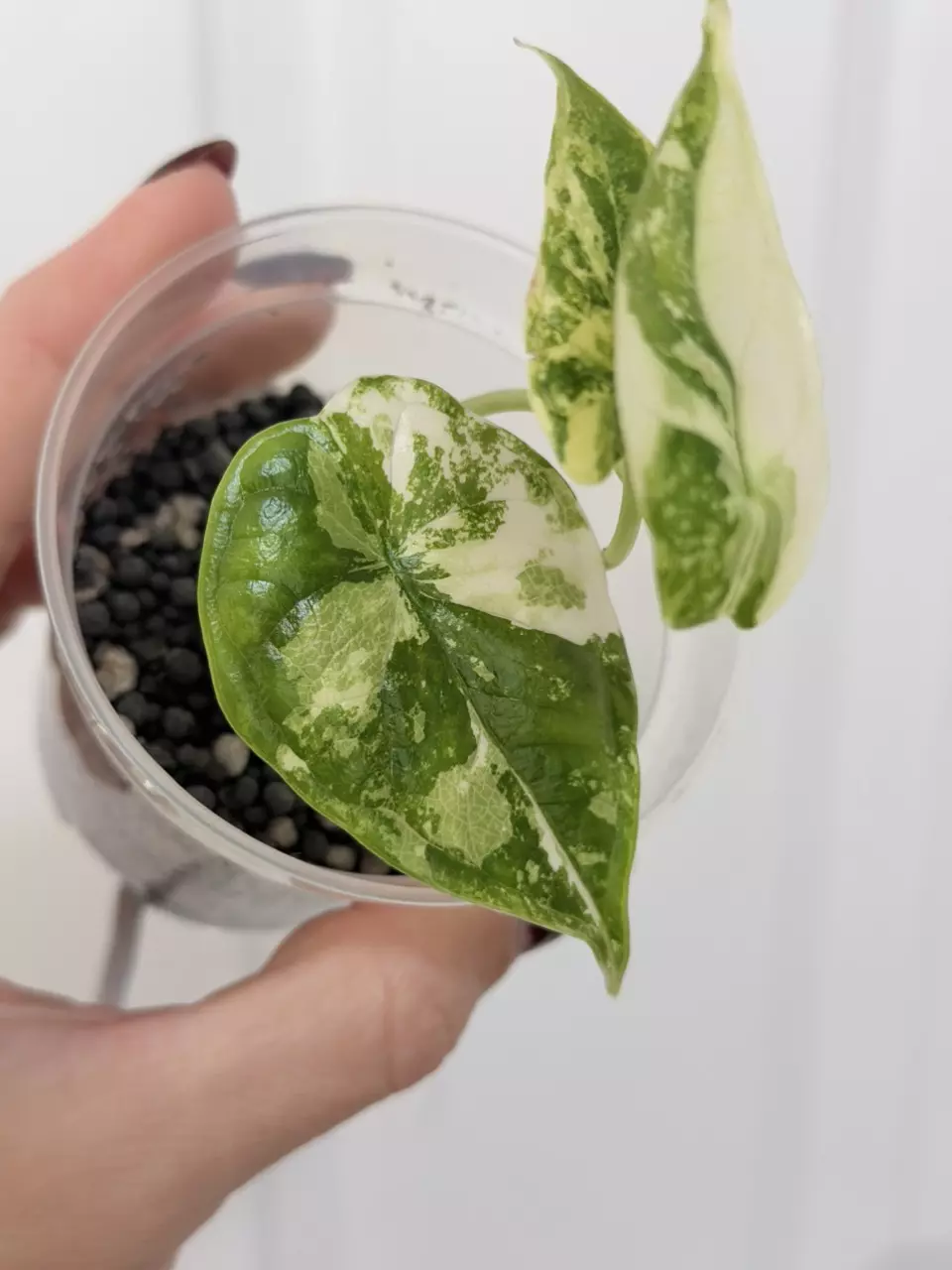 Alocasia dragon scale albo thumbnail