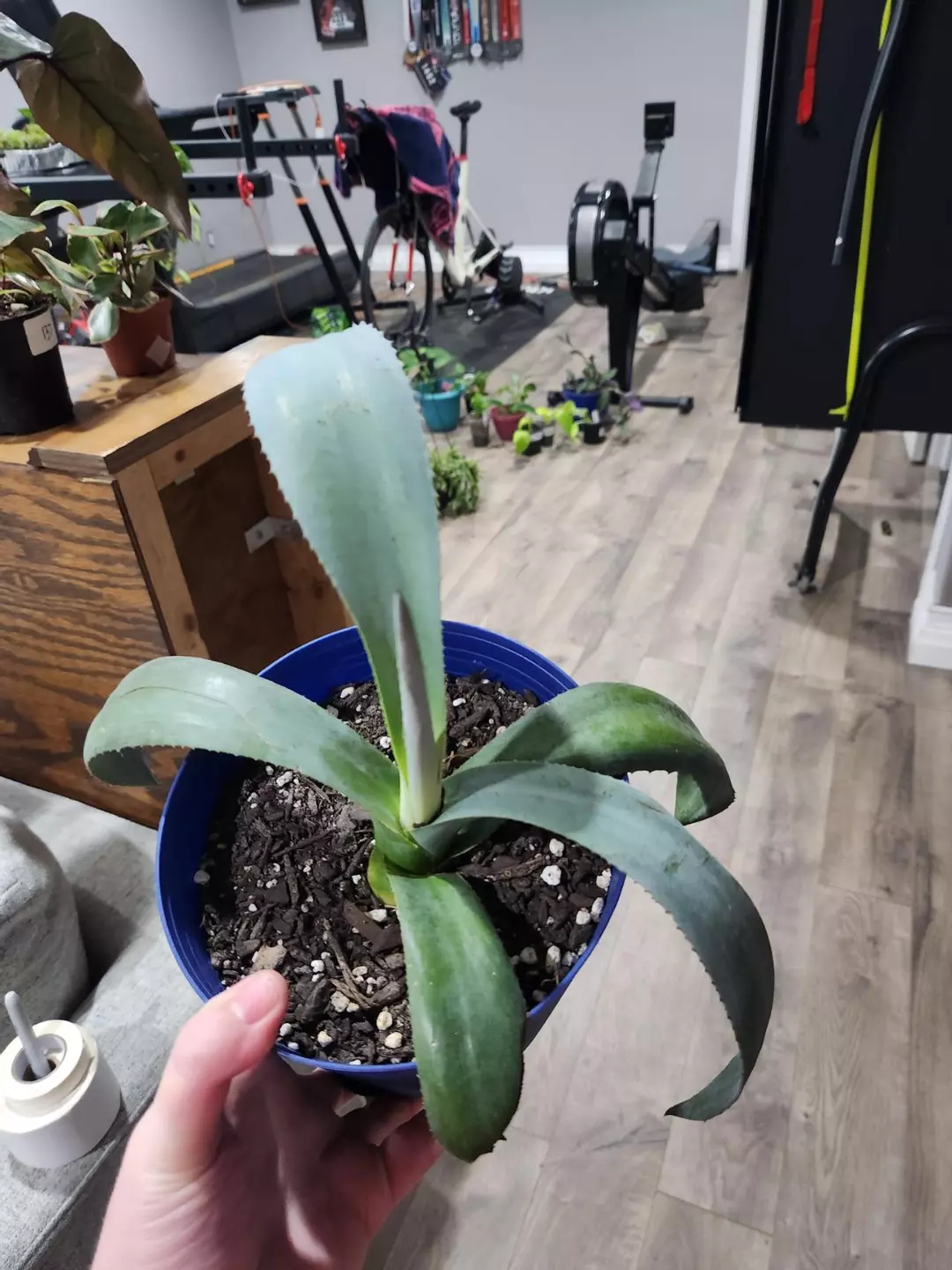 Blue agave thumbnail