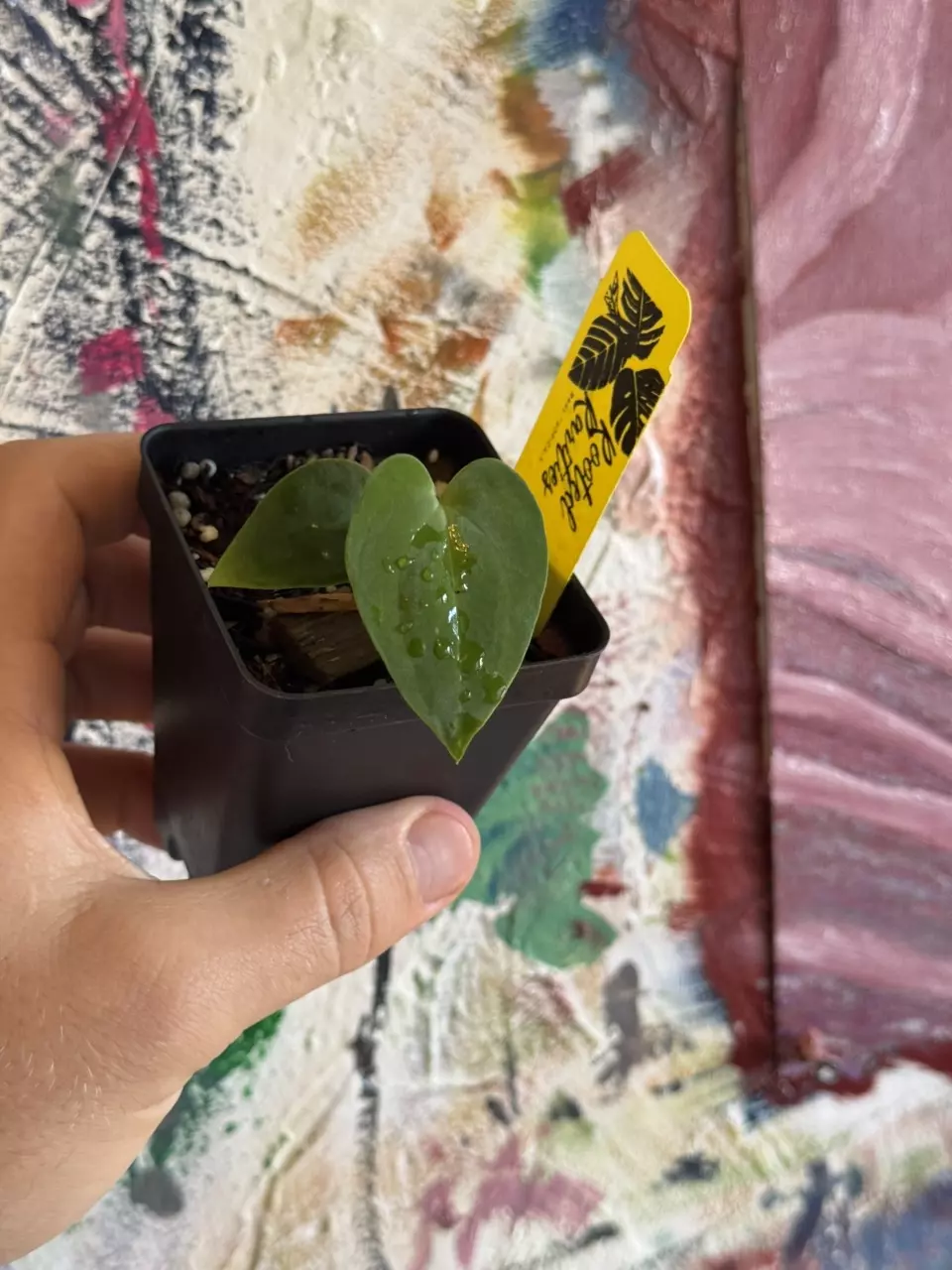 Anthurium ( Carlablackie (GPH 001 x Ra unnumbered)  x Bvep (Ra 1 x Round)) thumbnail