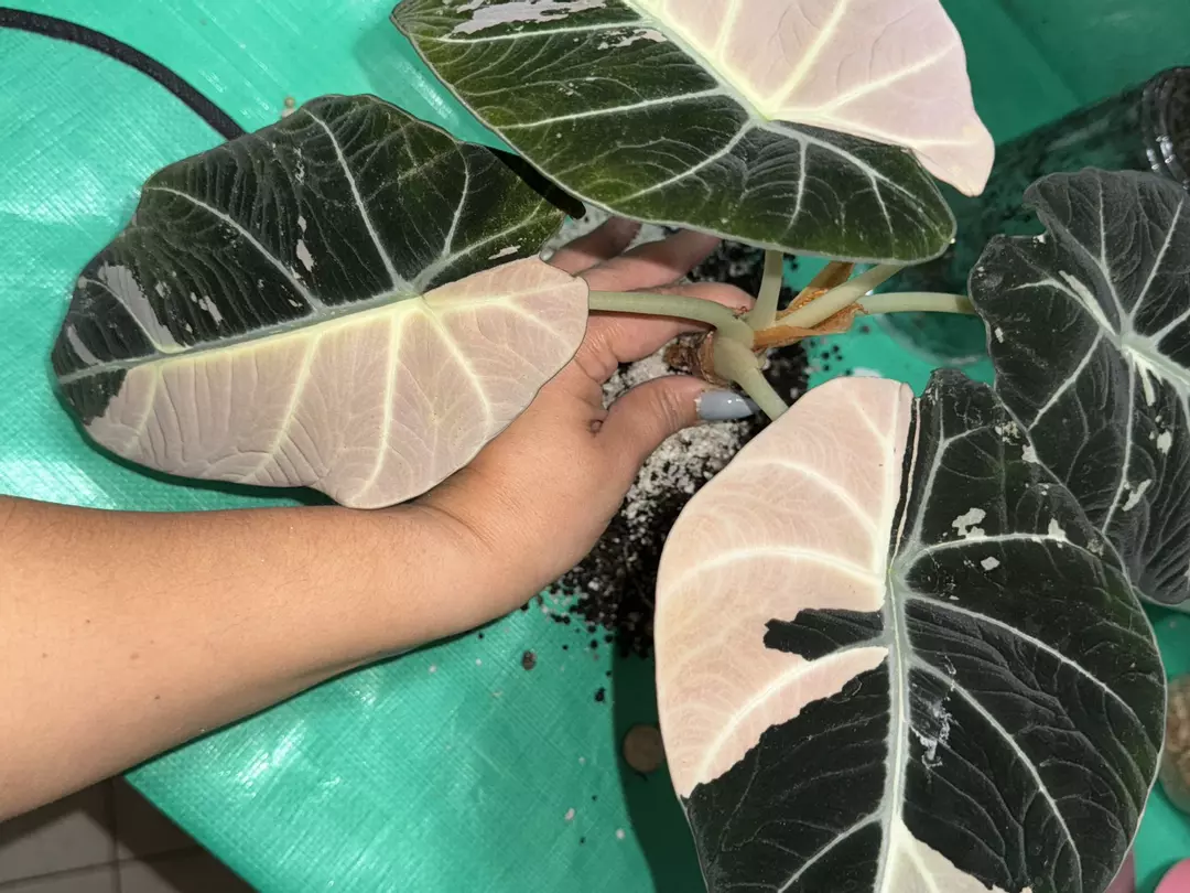 Alocasia Pink Black Velvet Corm thumbnail