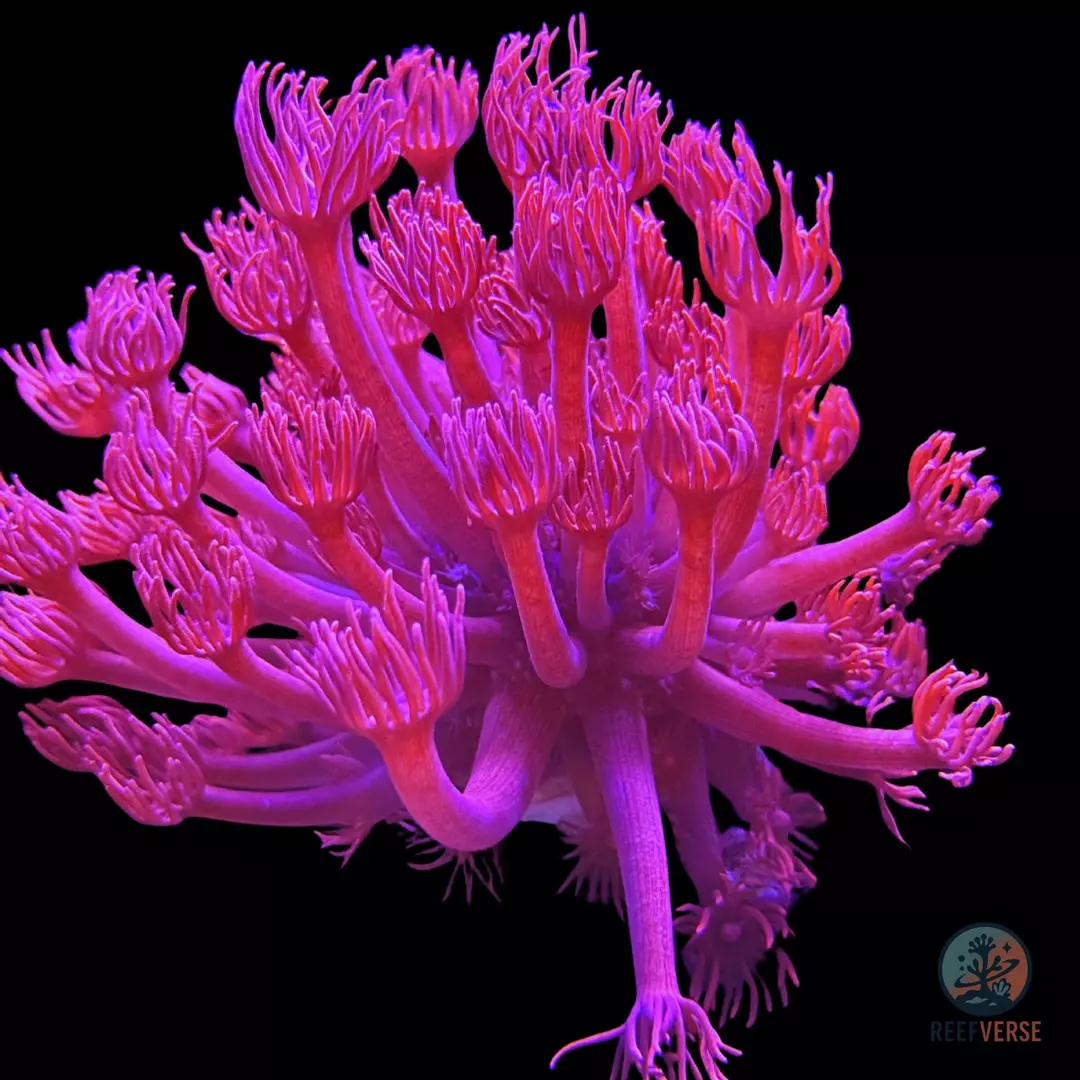 Barbie Goniopora thumbnail