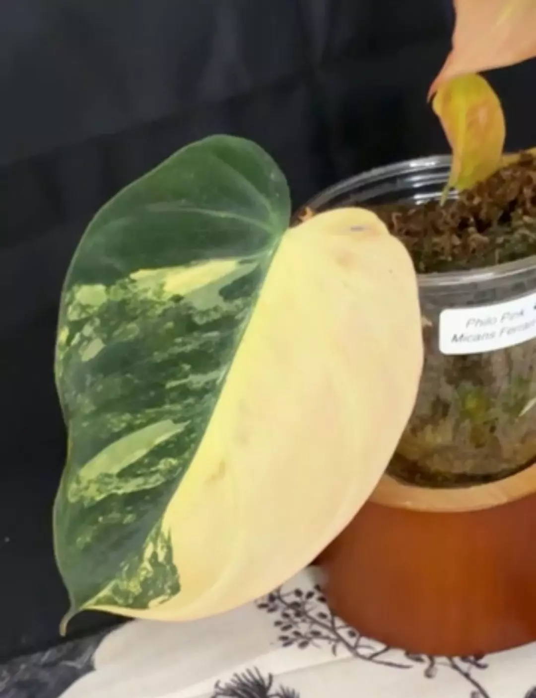 Pink Micans Ferrari rooted cutting thumbnail