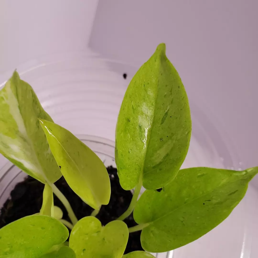 Pothos Asaoka Lima Compacta cutting thumbnail