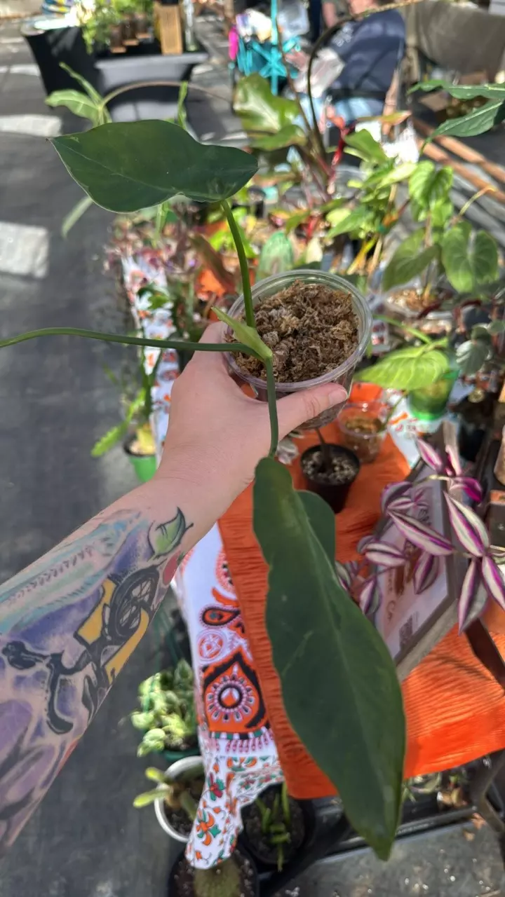 Philodendron Mottled Dragon thumbnail