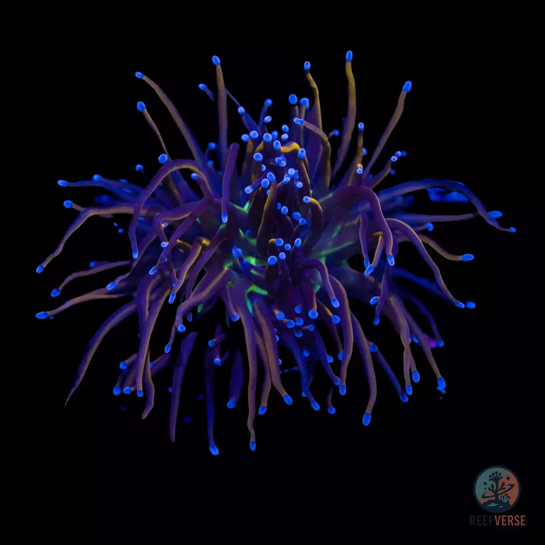 New York Knicks Torch thumbnail