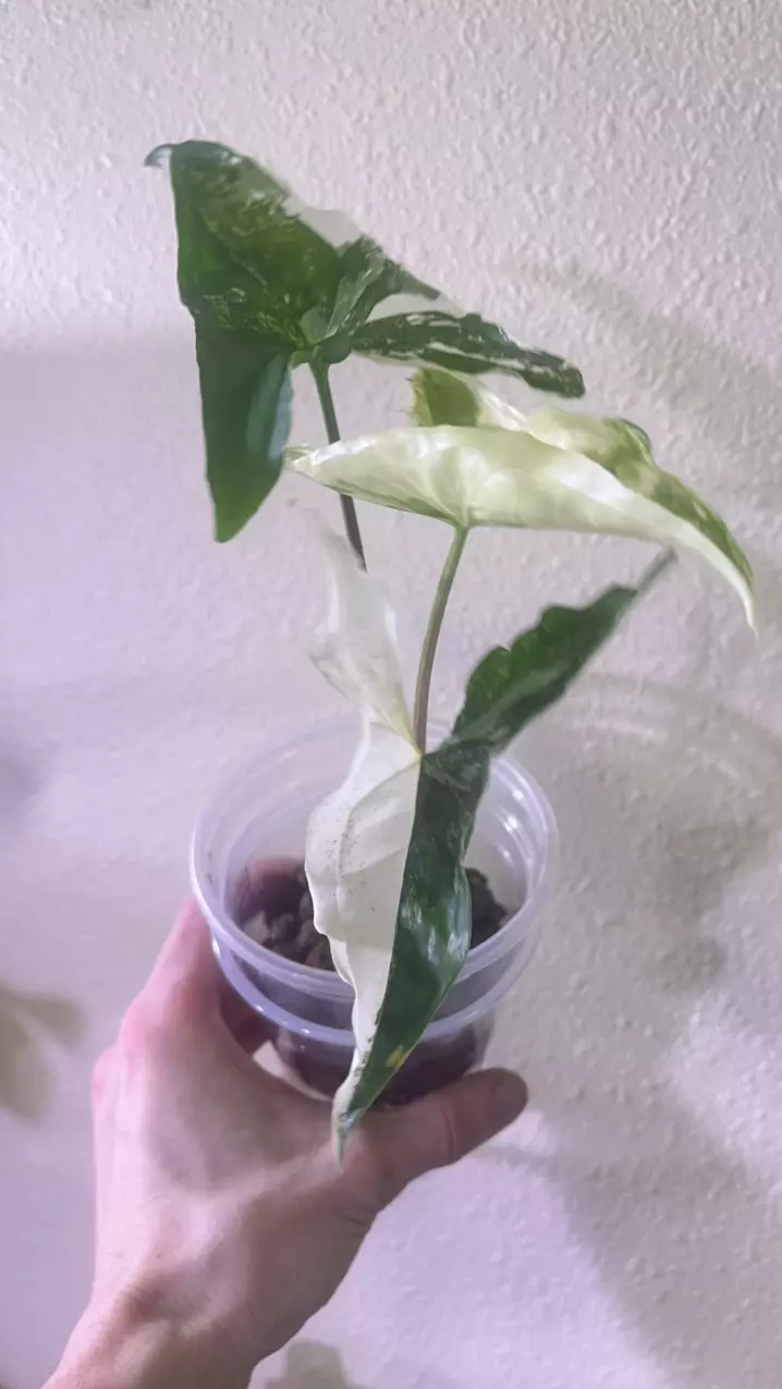 Syngonium Albo 3” Starter Plant (highly variegated) thumbnail
