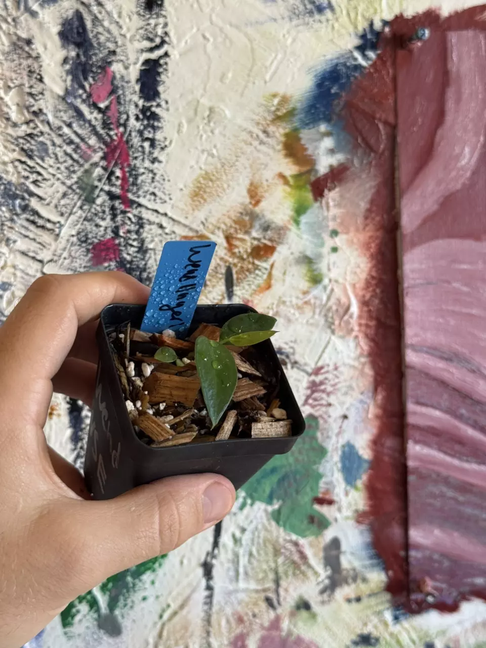 Anthurium Wendlingeri Rio Gloria thumbnail