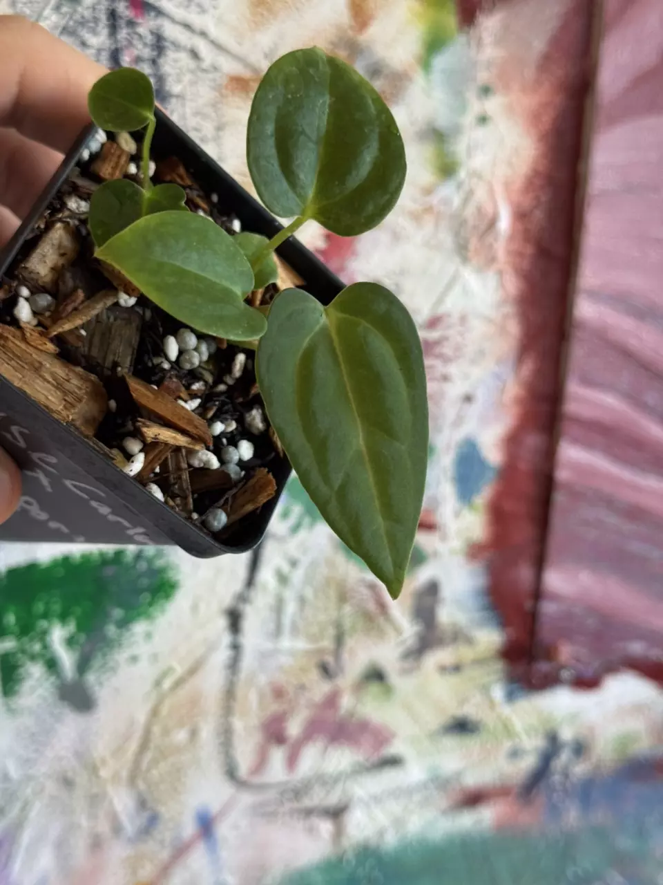 Anthurium ( NSE Carlablackie X NSE Portillae ) two in pot! thumbnail