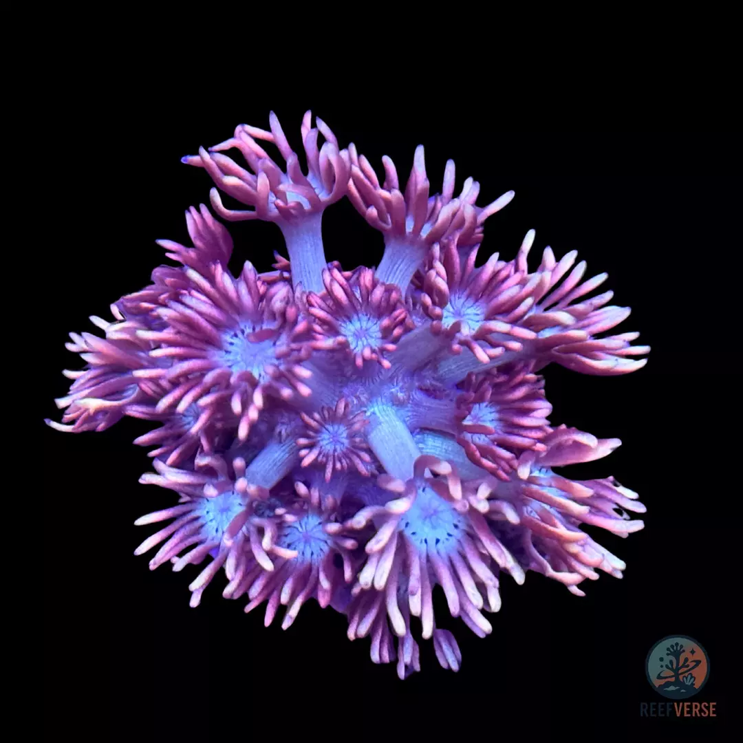 Fire & Ice Goniopora thumbnail