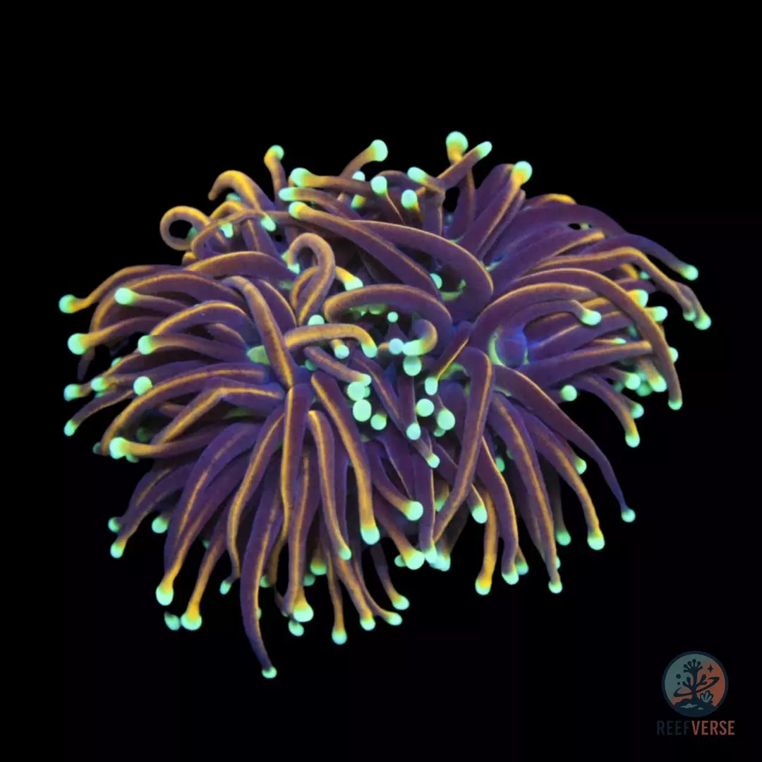 Hellfire Torch thumbnail