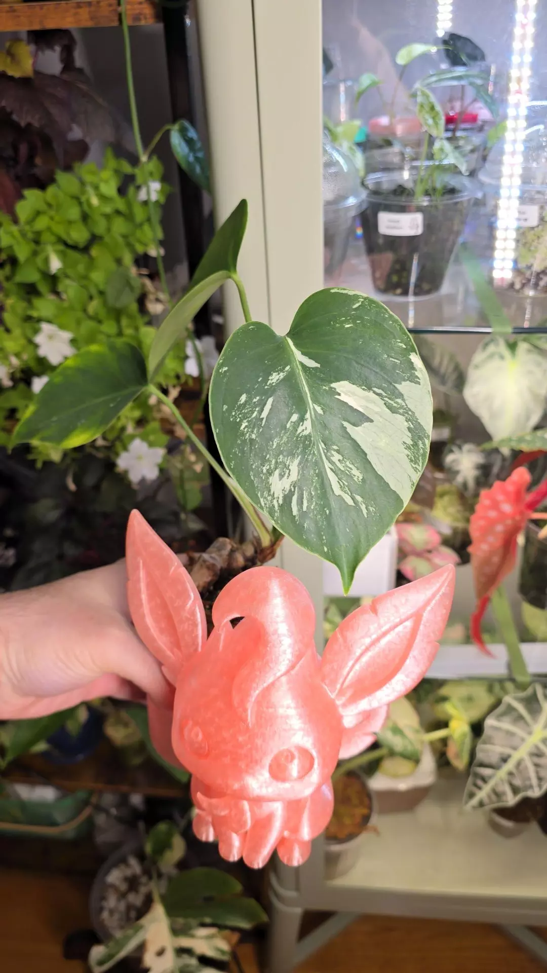 Monstera Mint NoId/ Jungle Mint rooted Barry Schwartz lineage thumbnail