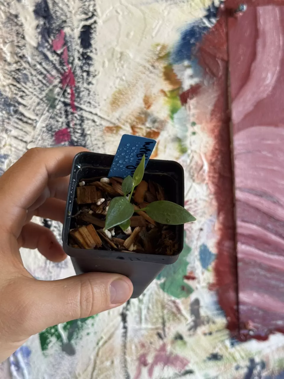 Anthurium Wendlingeri Nse Rio Gloria thumbnail