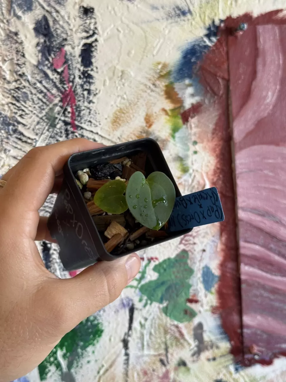 Anthurium (( Papillilaminum “Ree pap” x Eastern Dress ) x ( Regale x Bvep noid ) thumbnail