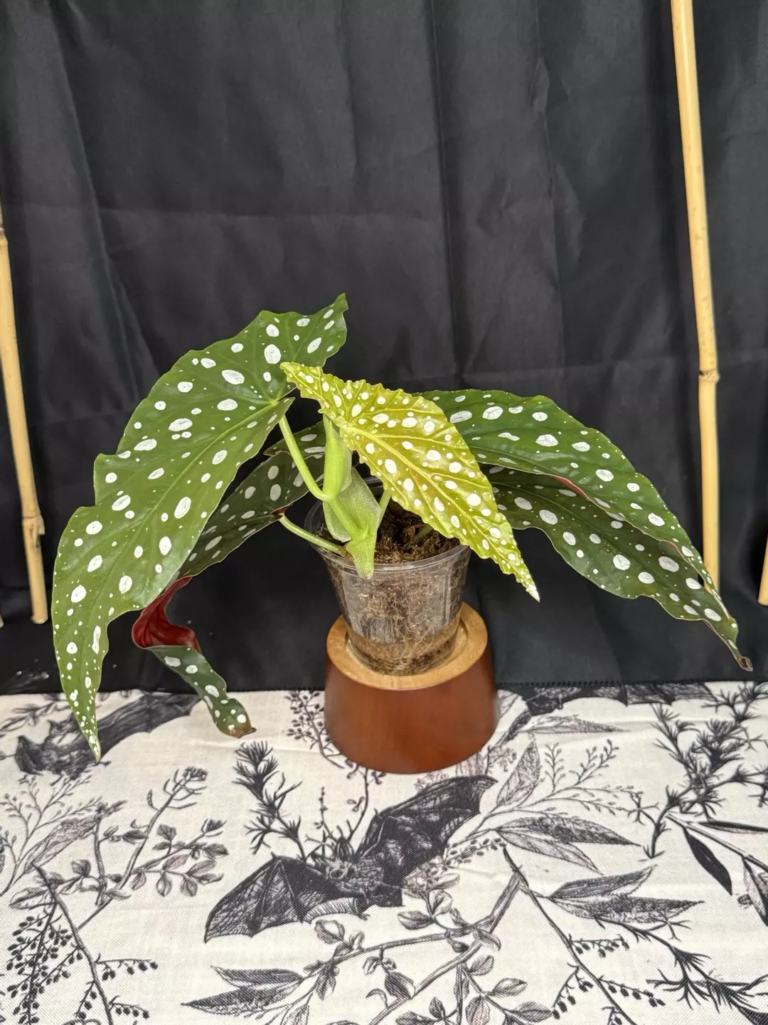 Begonia Pink Maculata Variegated cutting thumbnail
