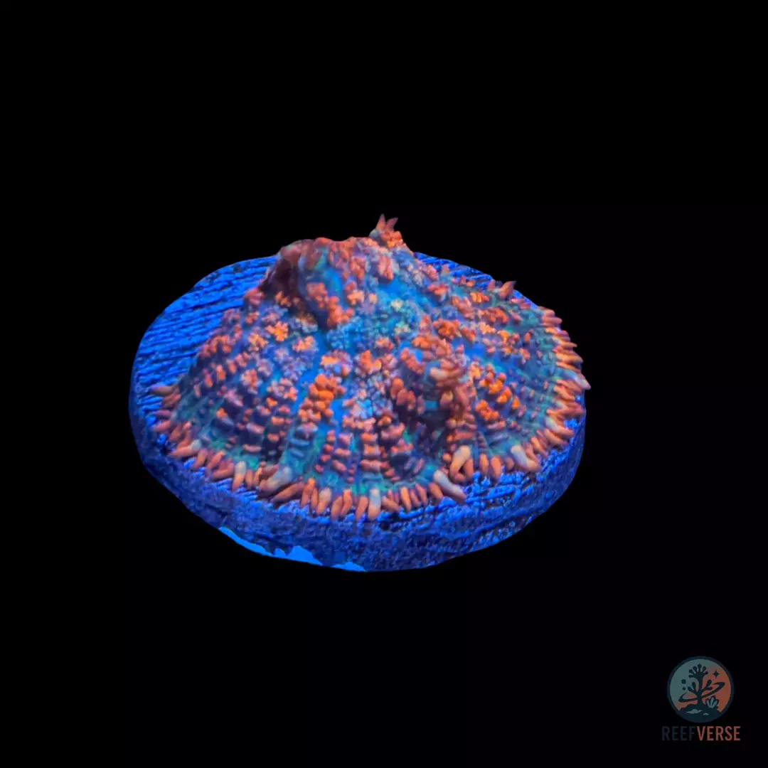 Superman Mushroom thumbnail