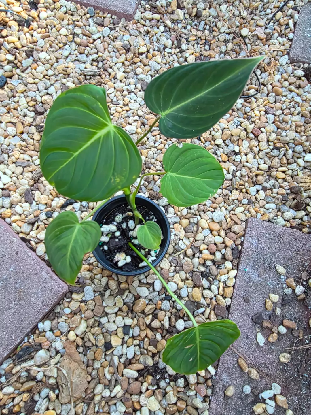 Philodendron Glorious thumbnail