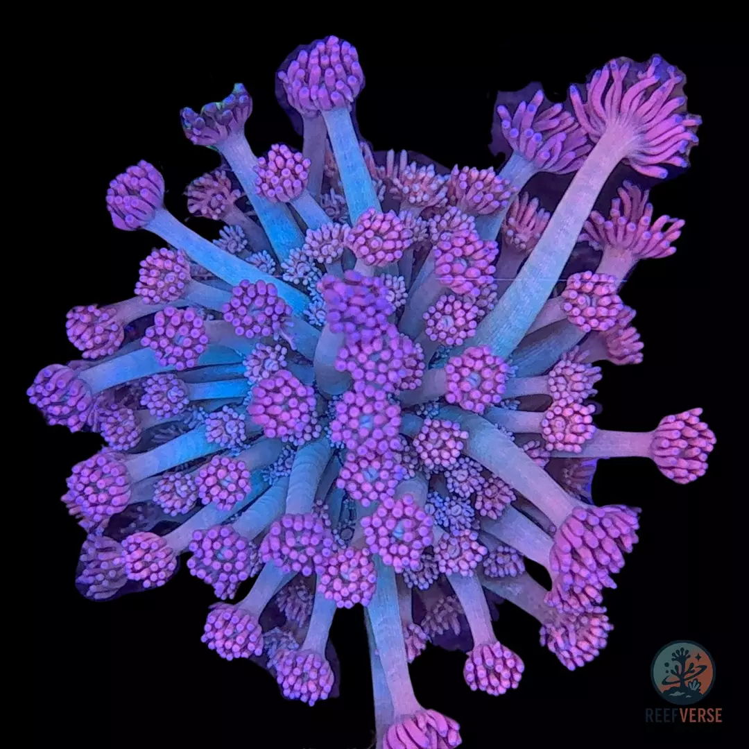 Na’vi Lumora Goniopora thumbnail