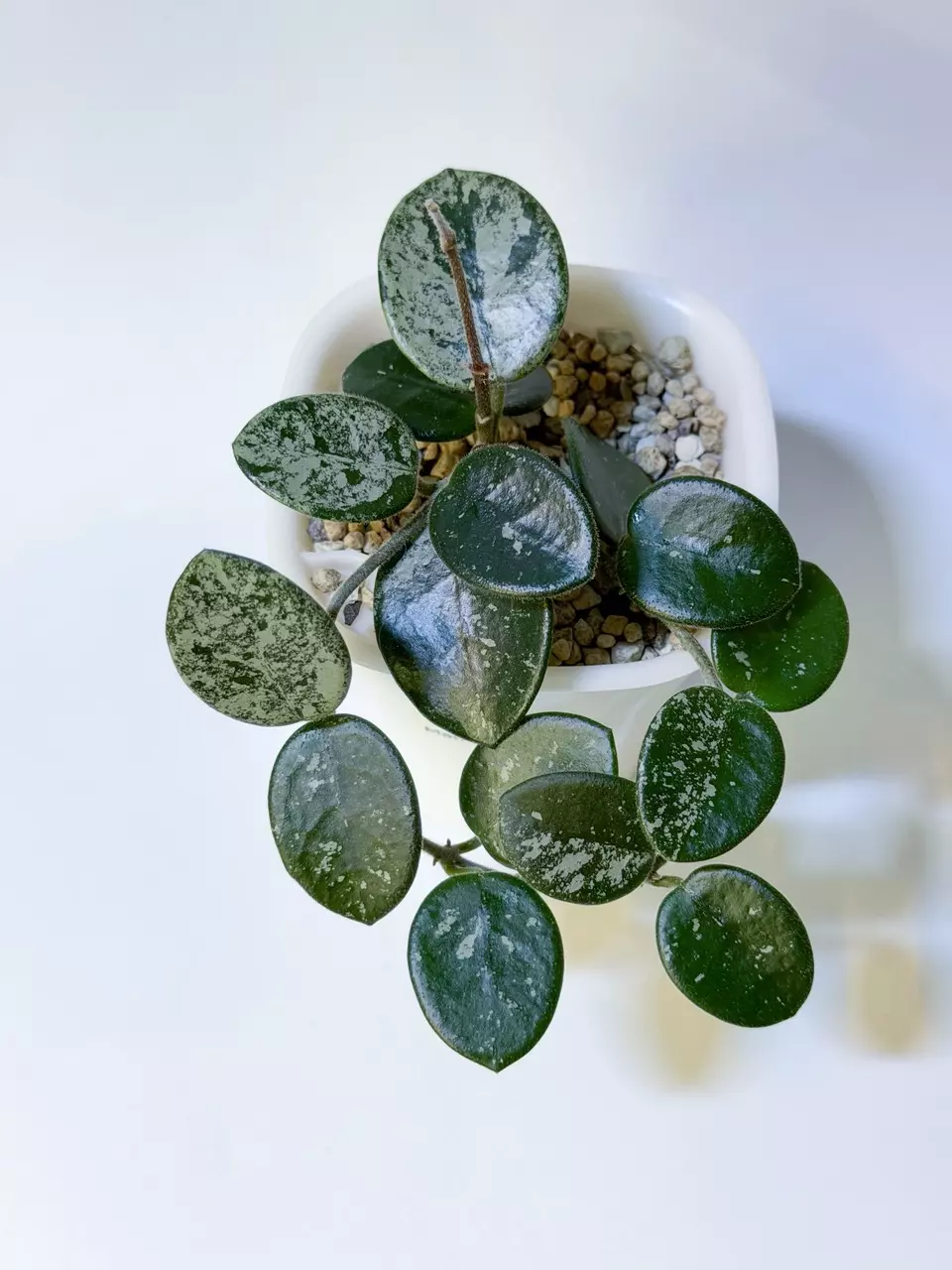 Hoya Mathilde Splash thumbnail