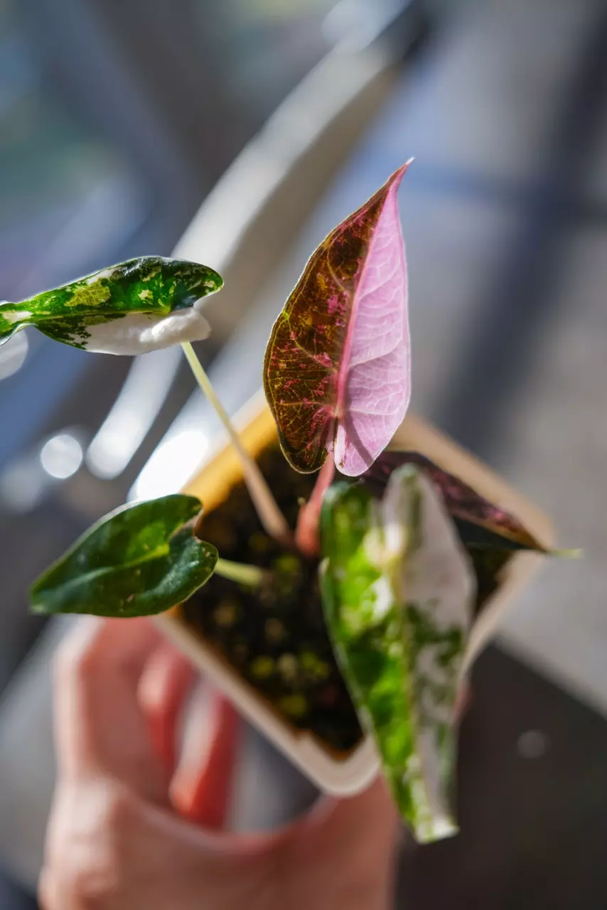 Alocasia Bambino Pink Variegated Starter Plant thumbnail