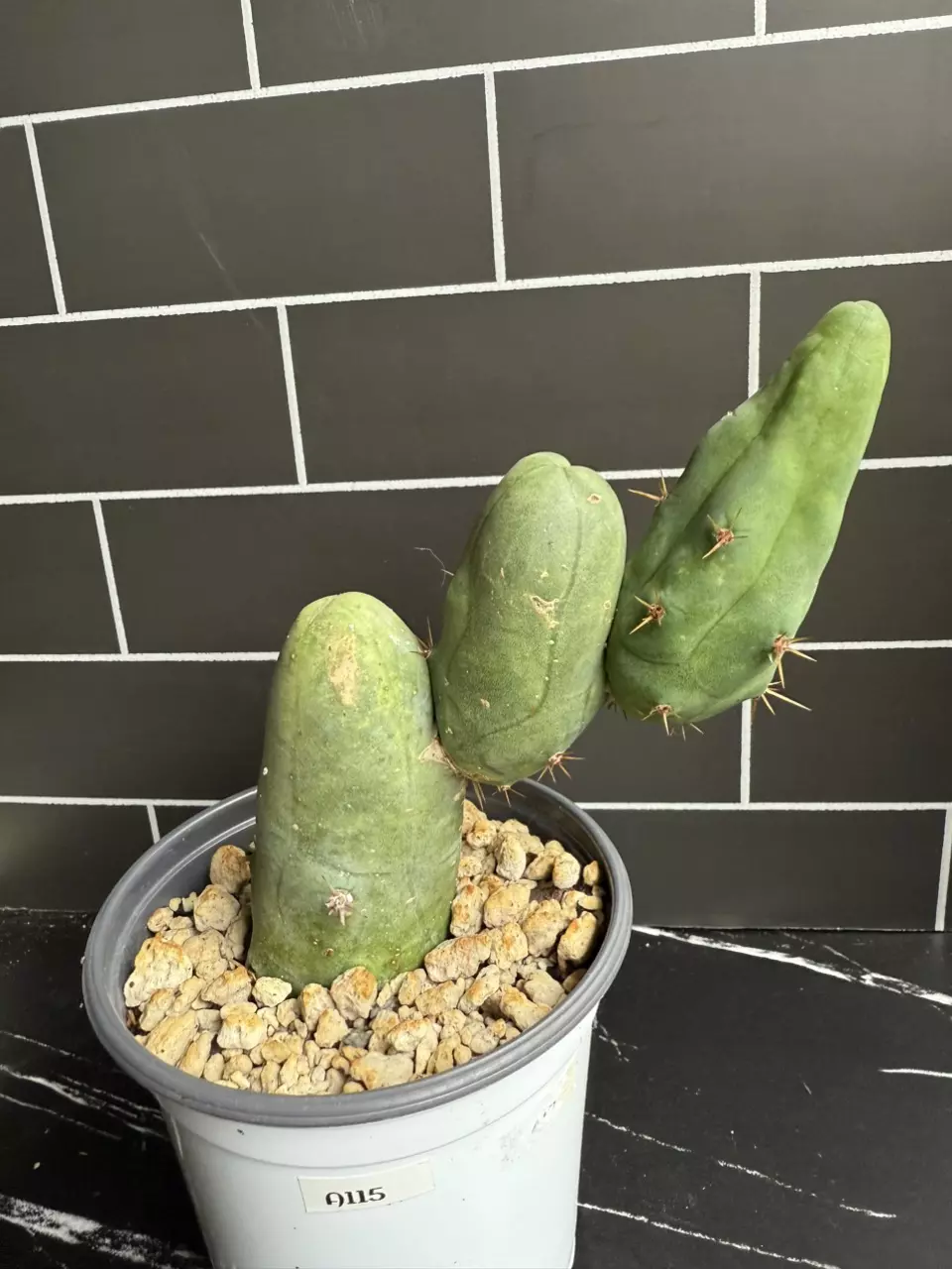 Pee Cactus, 3 Heads thumbnail