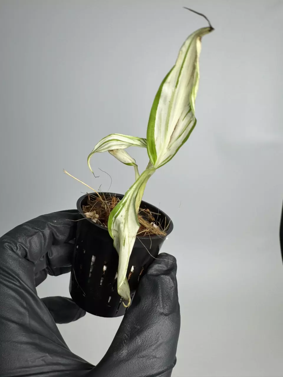 Musa Florida White TC (var banana) (growers choice) thumbnail