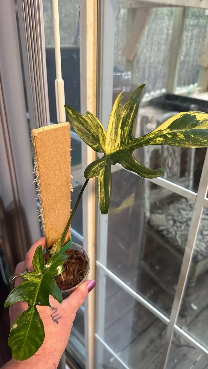 Florida beauty variegated thumbnail