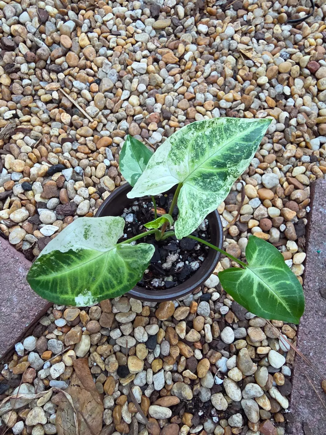 Syngonium Batik Mint #2 thumbnail