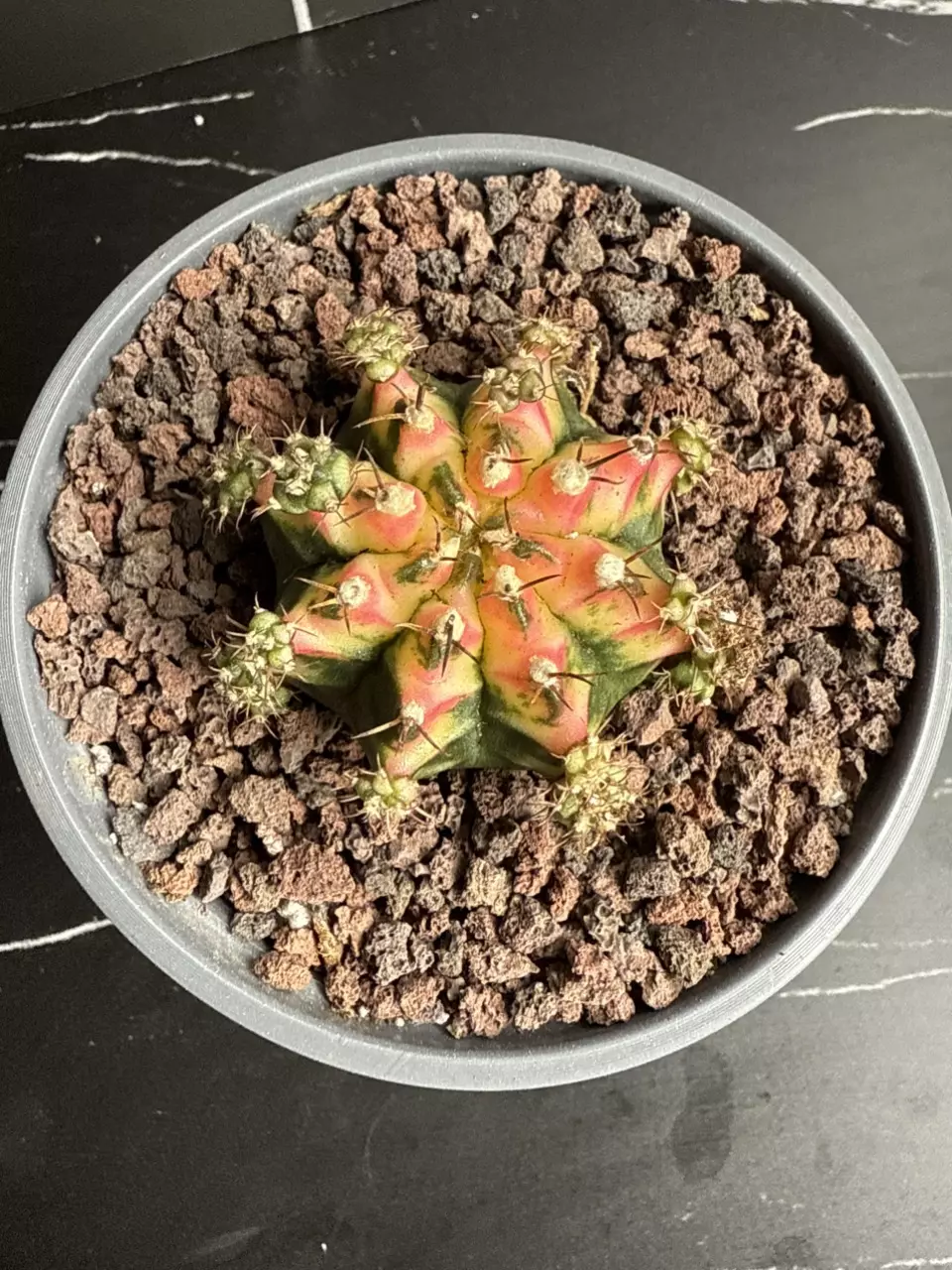 Gymnocalycium Mihanovichii Multicolor Clone Full Pattern with Pups thumbnail
