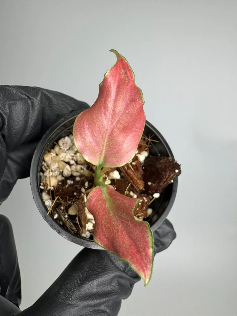 Aglaonema Mojo Red TC (growers choice) thumbnail