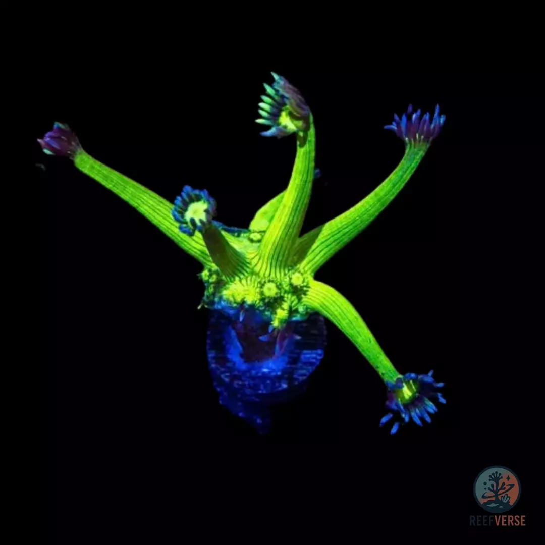 Shadow Flame Goniopora thumbnail