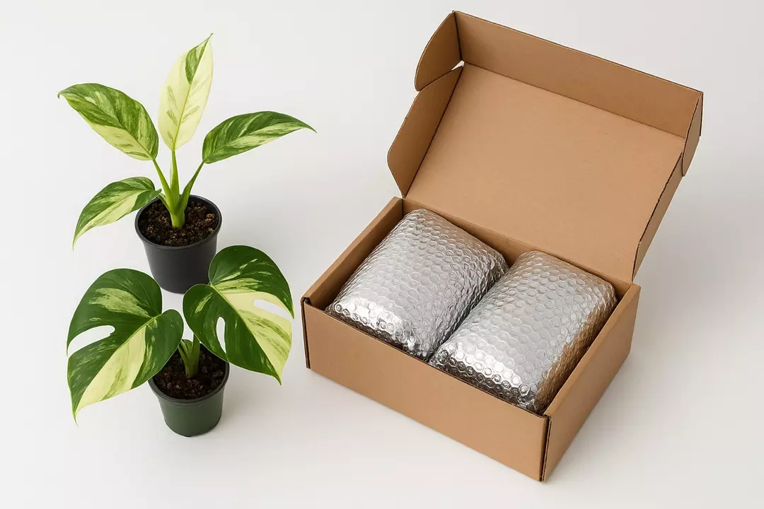 Package Insulation Add-On – Extra Protection for Your Plant! 🌱 thumbnail