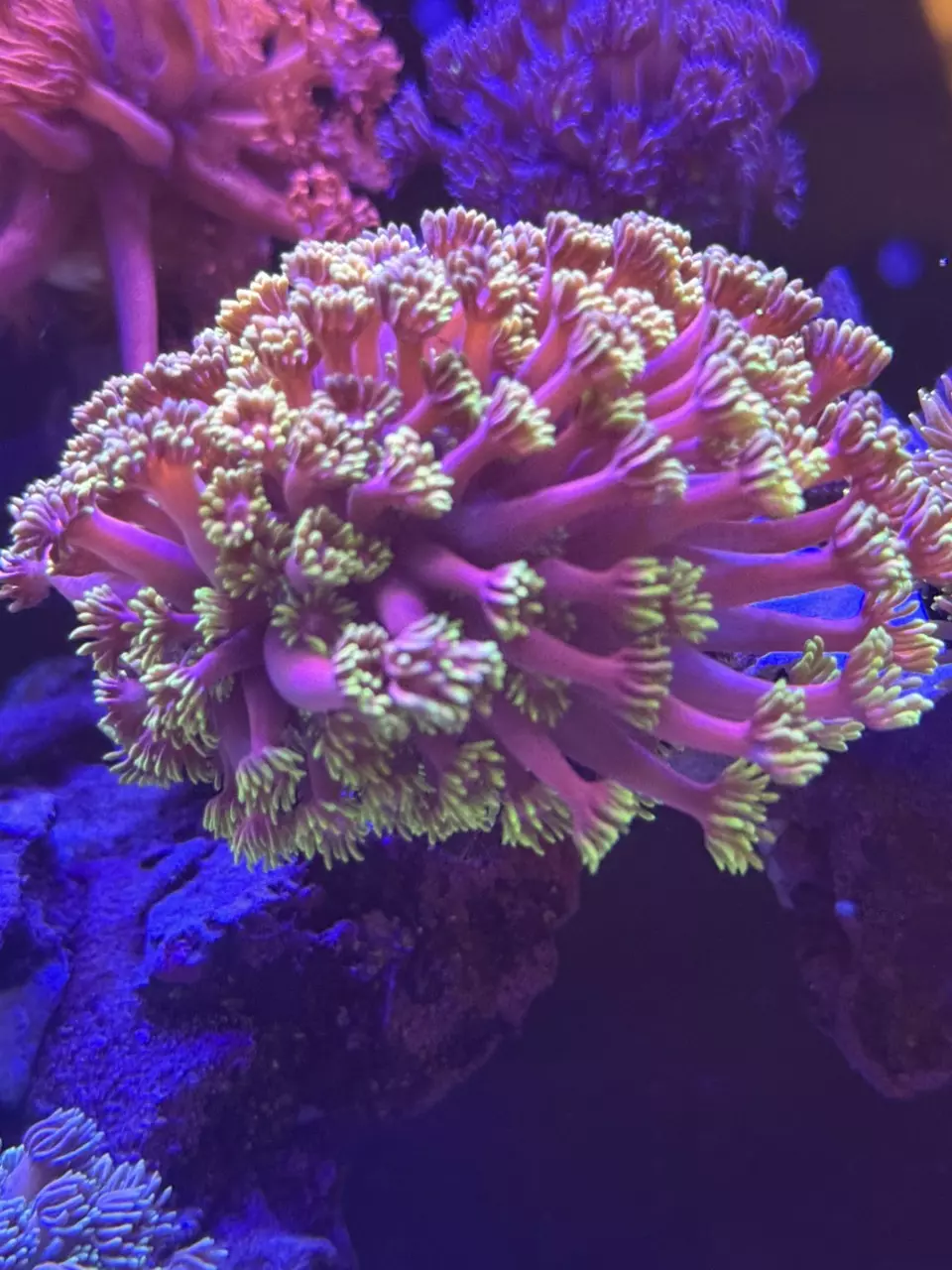 Hollywood Nights Goniopora thumbnail